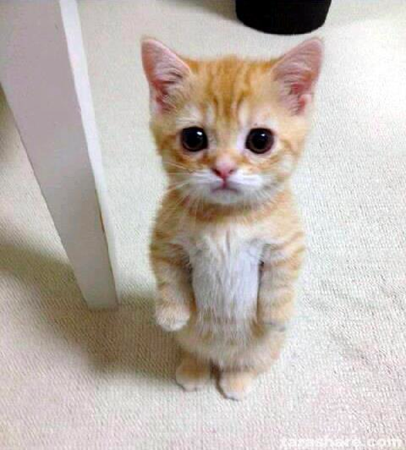 CuteKitty.png