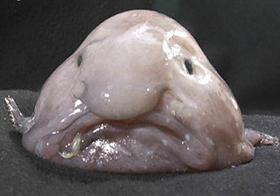 Blobfish_face.jpg