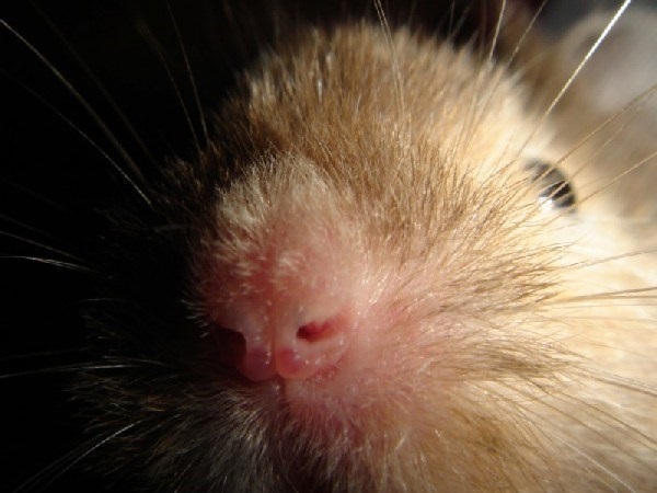 vyvy cloose nose.jpg